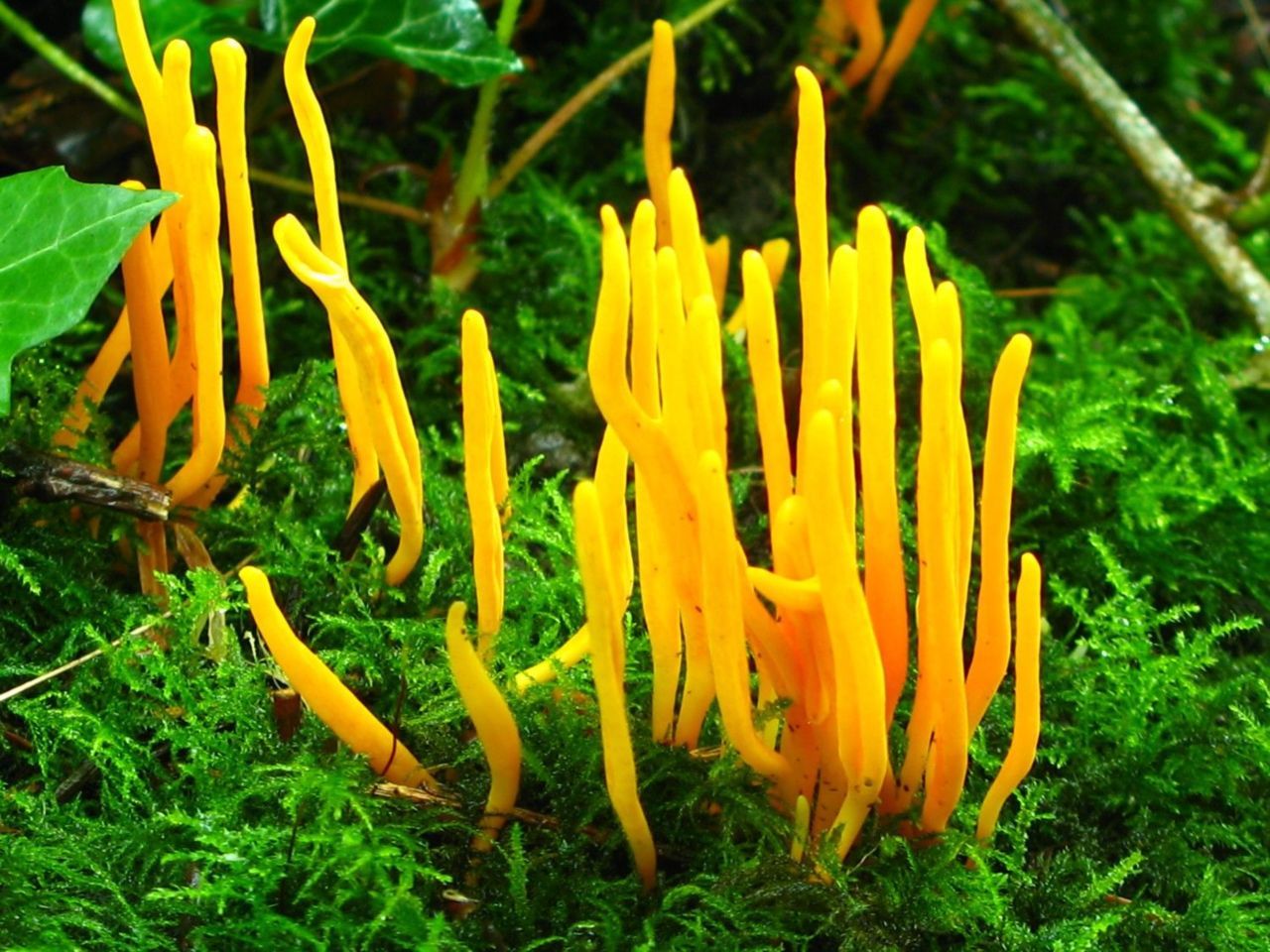 Sommige knotszwamsoorten komen ook wel in bossen voor (foto: Martijn Oud)