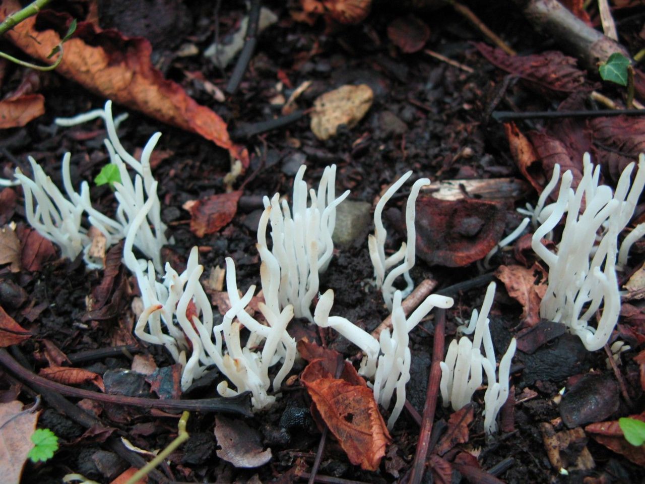 Wormvormige knotszwammen komen niet alleen in schrale wasplatenweiden voor (foto: Martijn Oud)