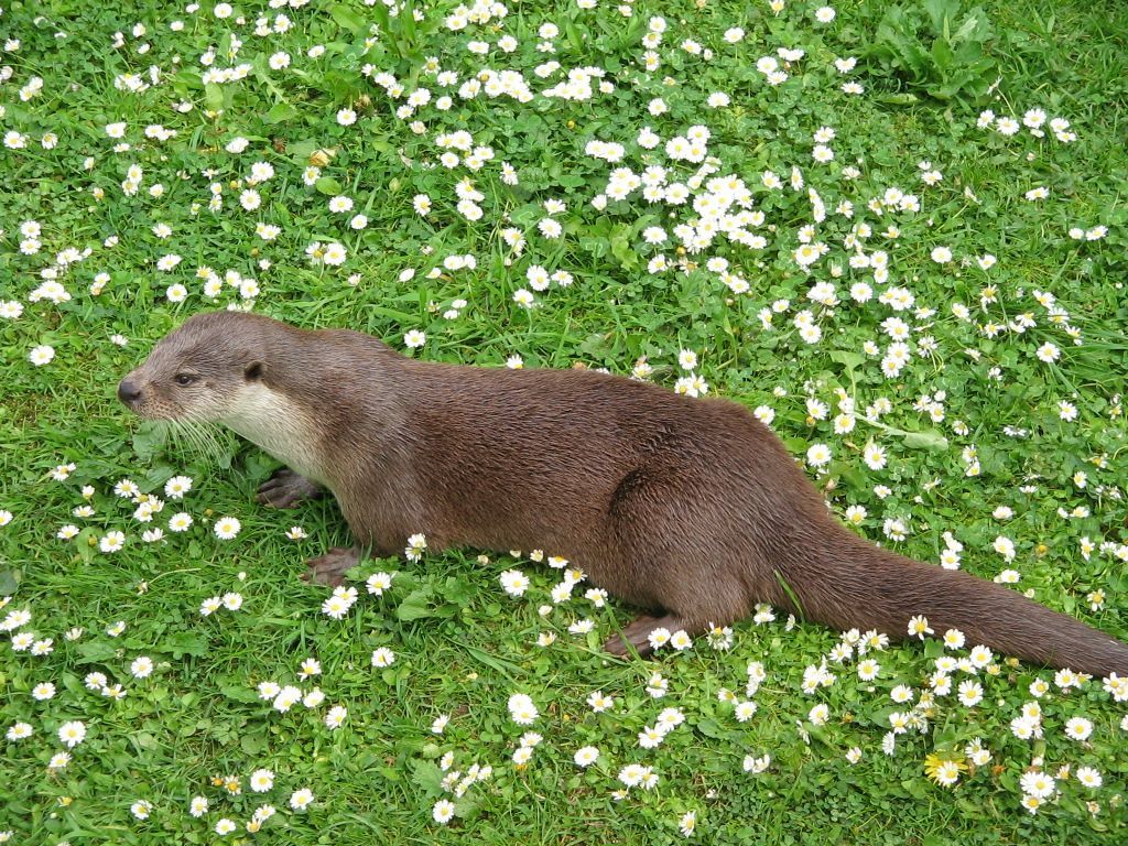 De otter (Lutra lutra) verdween eind jaren 80 van de vorige eeuw, maar staat na herintroductie niet langer als verdwenen op de Rode Lijst Zoogdieren (foto: Factumquintus)