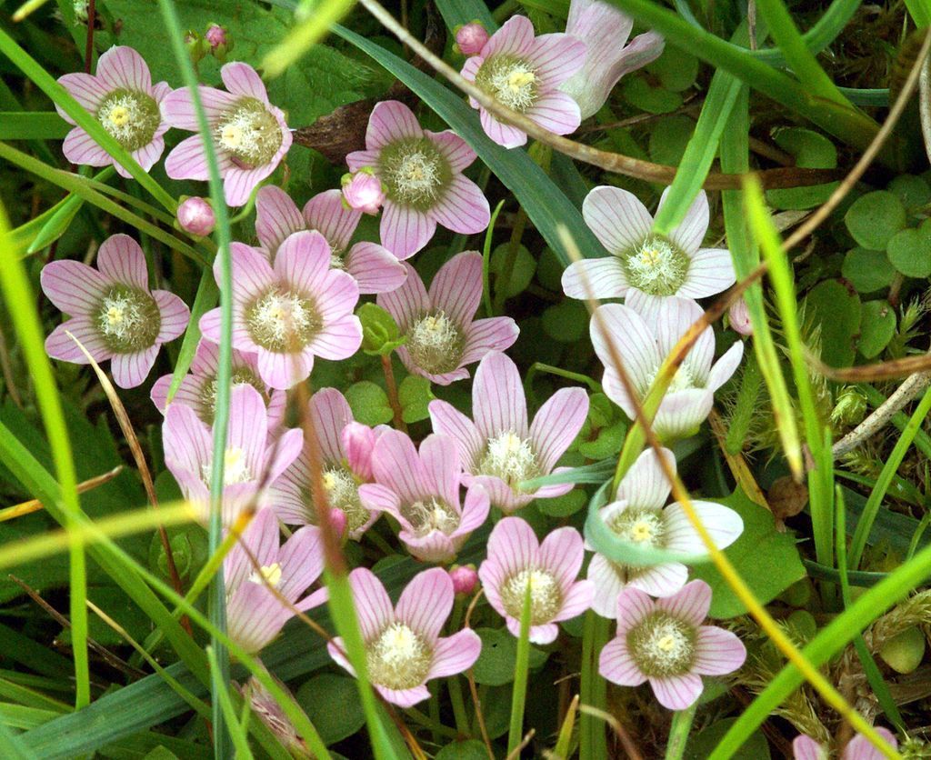 Teer guichelheil (Anagallis tenella) stond als Kwetsbaar op de Rode Lijst Planten, maar is inmiddels niet langer bedreigd (foto: Gors Goch)