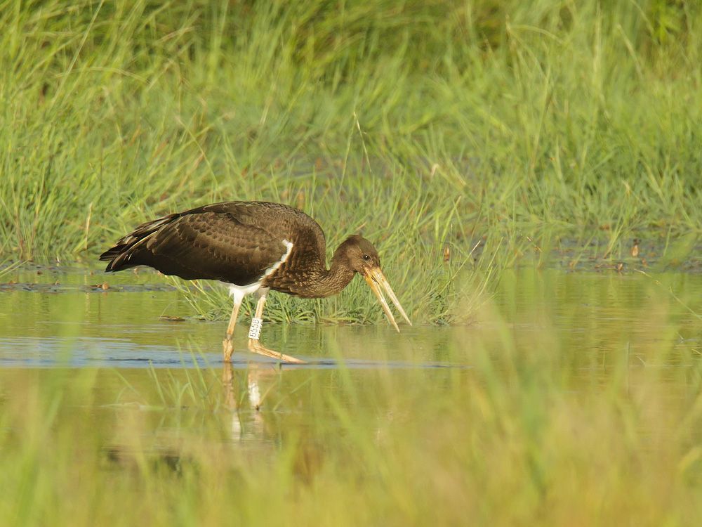 Zwarte ooievaar (foto: Jo Raemen)