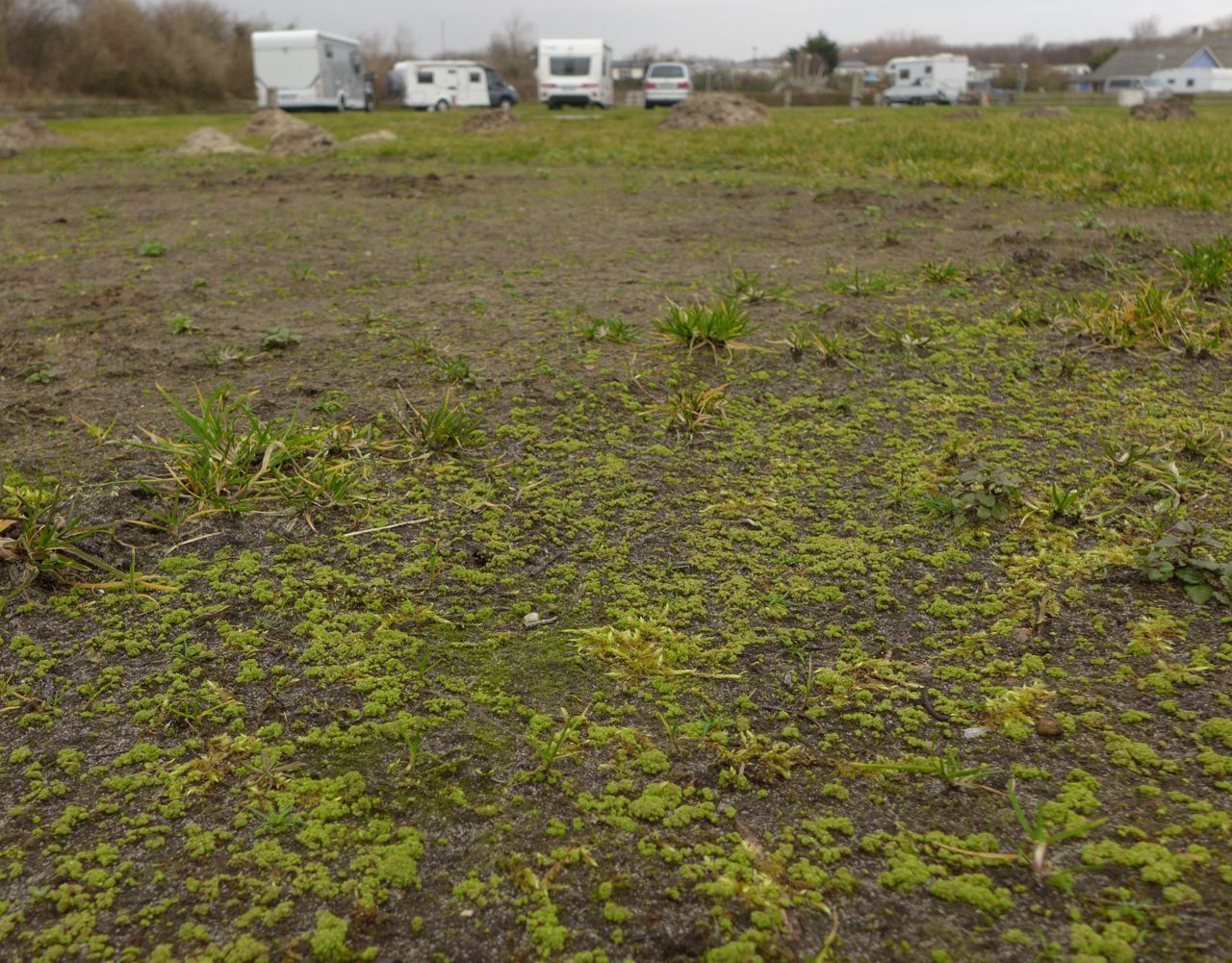 Gestekeld blaasjesmos op een camping in Katwijk (foto: Jelle van Dijk)