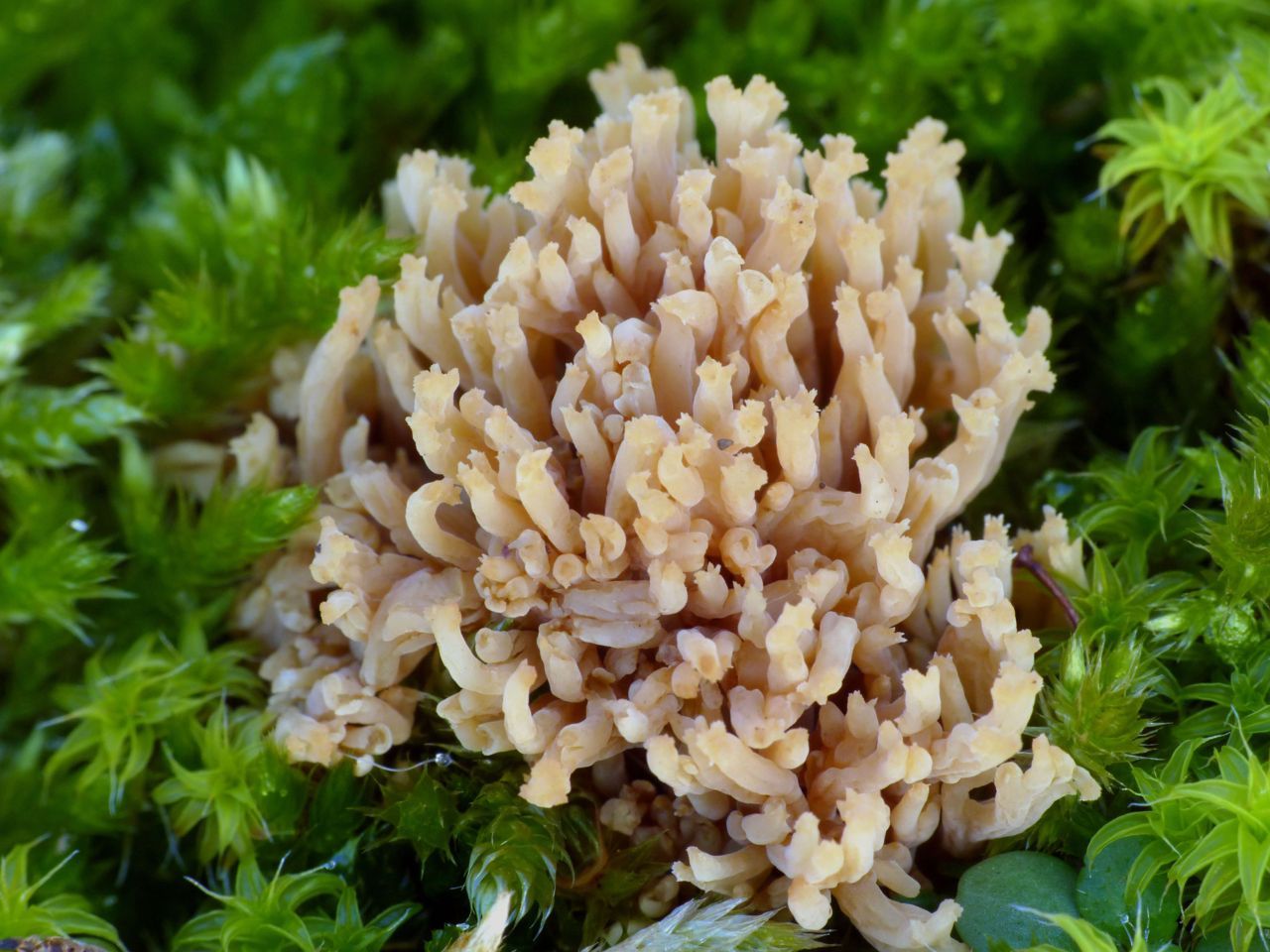 Nieuwe soort koraalzwam in Nederland, Ramaria roellinii (foto: Theo Westra)