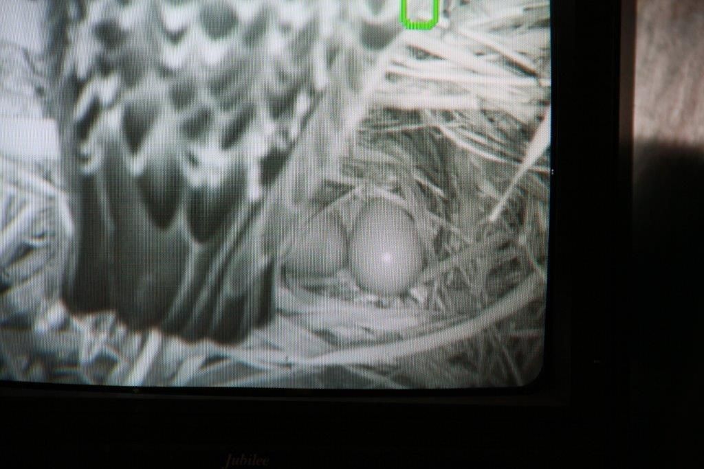 Beeld uit de nestkast nadat het tweede ei was gelegd (foto: Roel Winters)