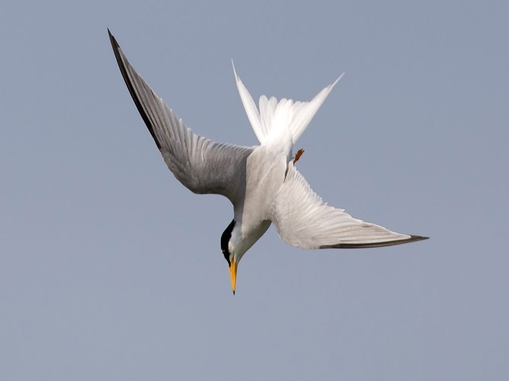 In de Westerschelde vissende dwergstern (foto: Koos Dansen)