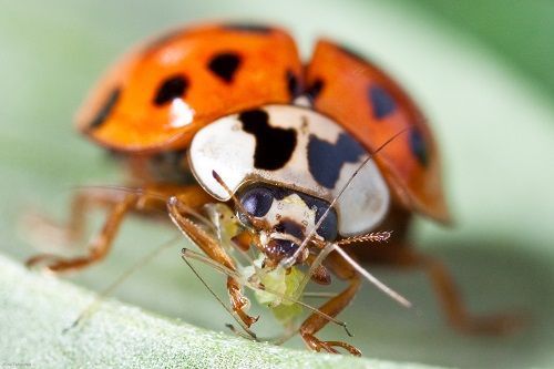 De klimaatopwarming kan de massale verspeiding van deze invasieve exoot nog versnellen (foto: Nina Fatouros, bugsinthepicture)