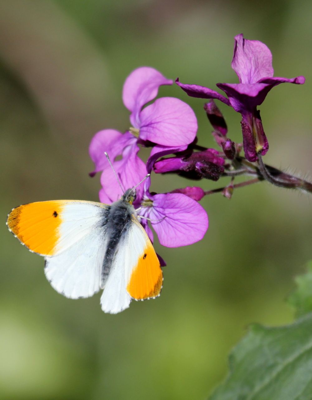 Natuurgebied Kuipersveer aan de Oude Maas (foto: Chris Braat)