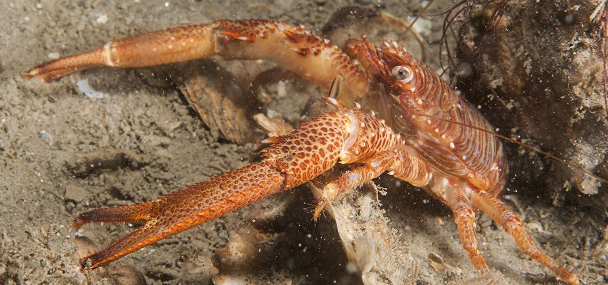 Zwarte galathea met de karakteristieke bruinrode kleur, Oosterschelde (foto: Peter H van Bragt)