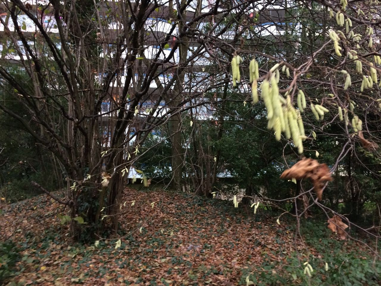 Zandbij met volle ’stuifmeelmanden’ op een akkergoudsbloem (foto: Alvesgaspar)