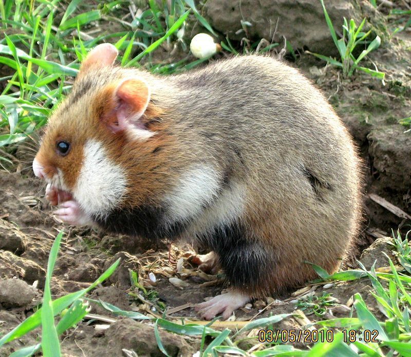 Onder andere het korenwolfbeleid wordt in het rapport geevalueerd (foto: Agnieszka Szelag)