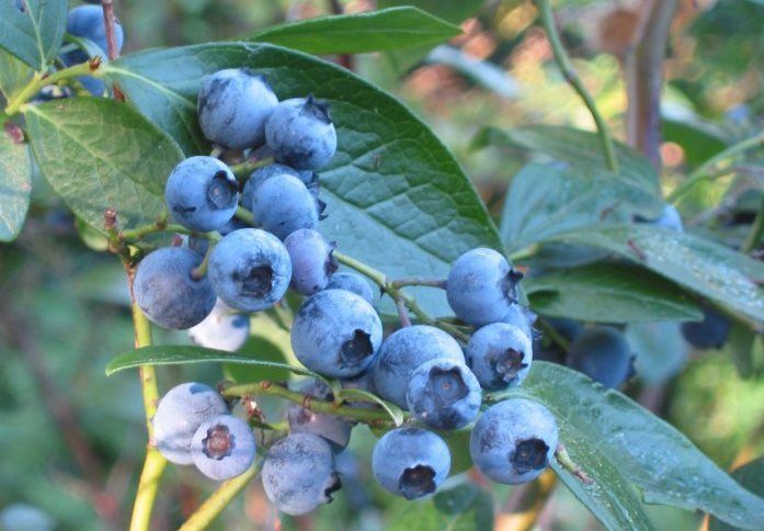 Amerikaanse trosbosbes of blauwe bes (foto: Rasbak)