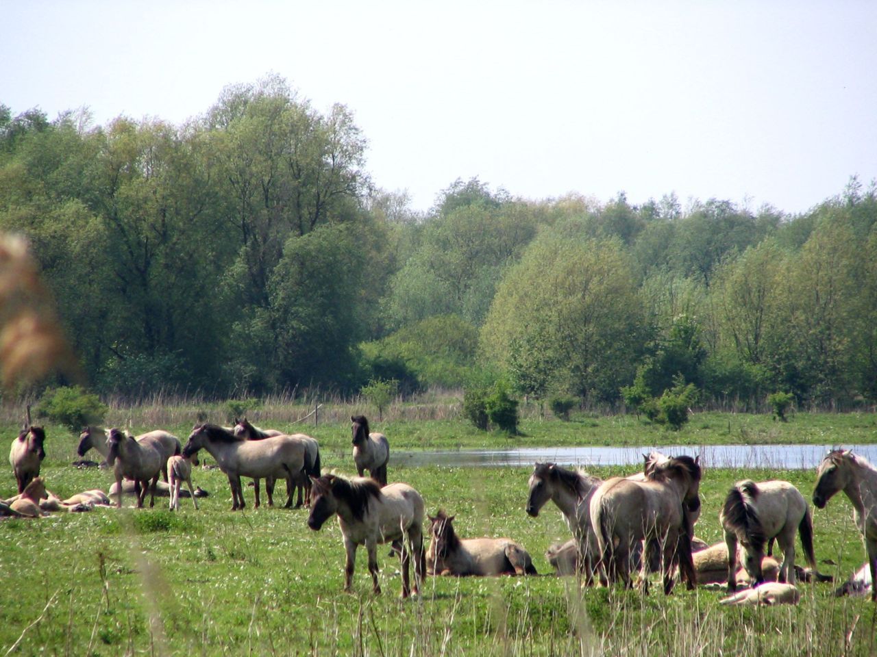 Konikpaarden in de Oostvaardersplassen