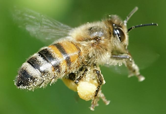 Honingbi (foto: Hans Hillewaert)