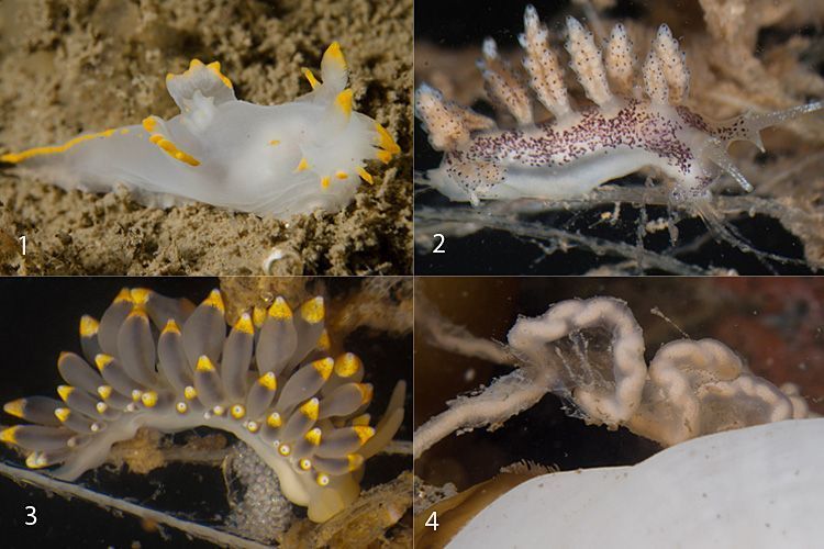 Vier soorten zeenaaktslakken (foto’s: Peter H. van Bragt)