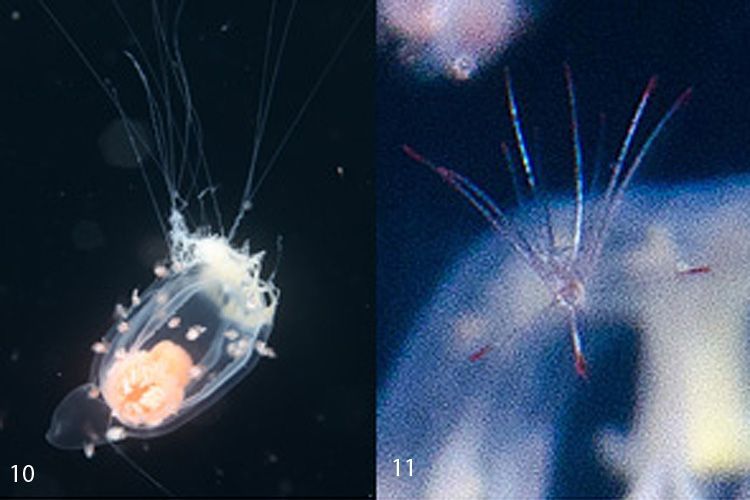 Een kwalletje en een crinoid (foto’s: Peter H. van Bragt en Arjan Gittenberger) 