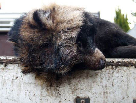 Dode wasbeerhond (foto: Tsjepke van der Honing) 