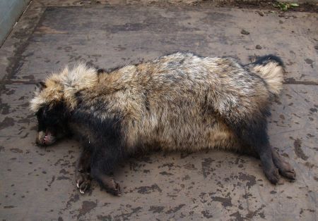 Dode wasbeerhond (foto: Tsjepke van der Honing)