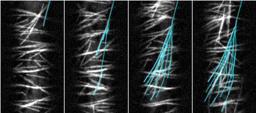 Als de cellen in de stengel van een kiemplantje blauw licht waarnemen, treedt een negentig graden verandering op in de richting van microtubuli, kleine eiwitstructuren die belangrijk zijn voor de richting van de celgroei. Op de foto’s zijn de microtubuli in een cel zichtbaar gemaakt. De blauwe lijntjes geven alle nieuwe microtubuli die onder invloed van blauw licht in een sneltreinvaart uitgroeien vanuit één zo’n microtubul tot een woud van microtubuli die allemaal haaks op de oude microtubuli liggen. Het eiwit katanine zorgt ervoor dat de nieuwe microtubuli worden doorgeknipt op de plaats waar ze in contact komen met de haaks erop liggende oude microtubuli. Op het snijpunt ontstaan twee nieuwe microtubuli. Dat proces herhaalt zich steeds, waarbij het aantal microtubuli met de nieuwe groeirichting dus iedere keer verdubbelt (foto: Wageningen University)