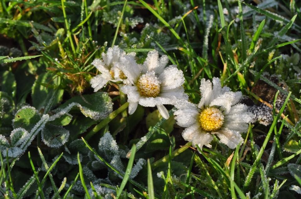 Madeliefje is de meest gemelde soort deze winter (foto: Baudewijn Odé)