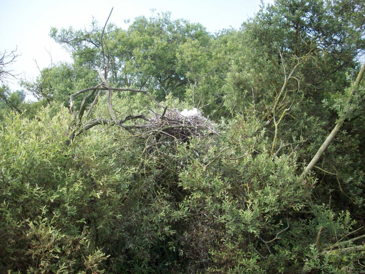 De Lepelaars kozen voor hun nesten moeilijk bereikbare locaties uit, hoog en droog en veilig voor grondpredatoren (foto: Guido Vandenbroucke)