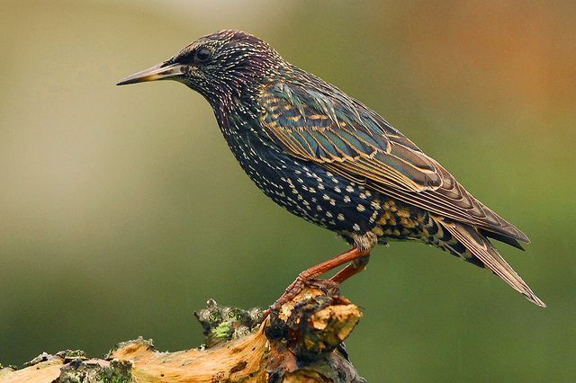 Ook insecteneters als deze Spreeuw lijken het slachtoffer te worden van superpersticiden. (foto: François Van Bauwel)