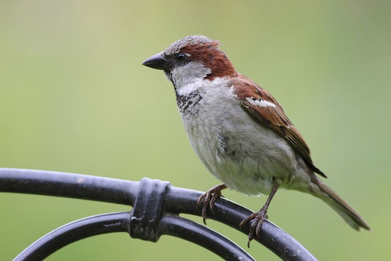 Holenbroeders als deze Huismus, kunnen een steuntje in de rug gebruiken. (foto: Luc Meert)