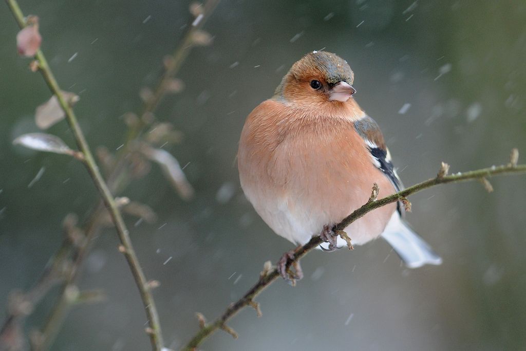 Het kan snel weer gaan vriezen, en dan moeten de vogels je hulp vinden. (foto: Francois Van Bauwel)