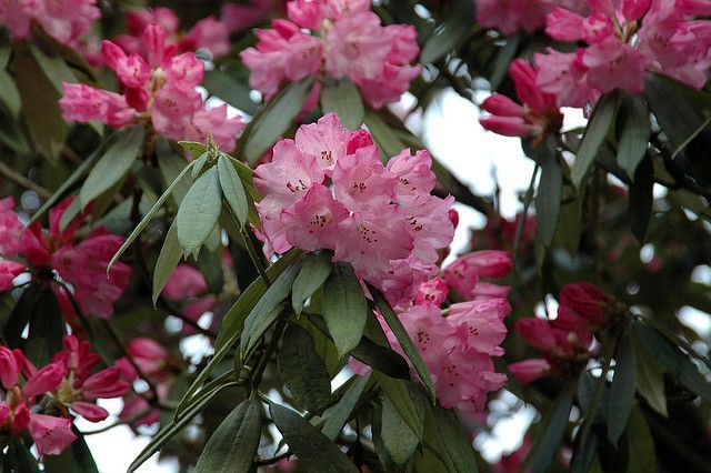 Bloeiende Rhododendron (foto: Eric Hunt)