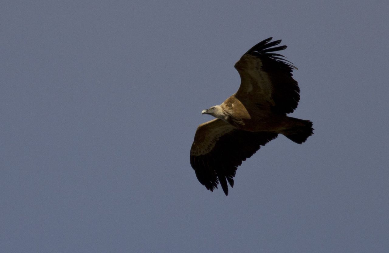 De populaties van Vale gier hebben zich recent hersteld in Europa. (foto: Wesley Poelman)