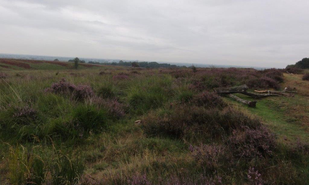 Structuurrijke heide op de Mookerheide, prima leefgebied voor de gladde slang (foto: Edwin Looy)