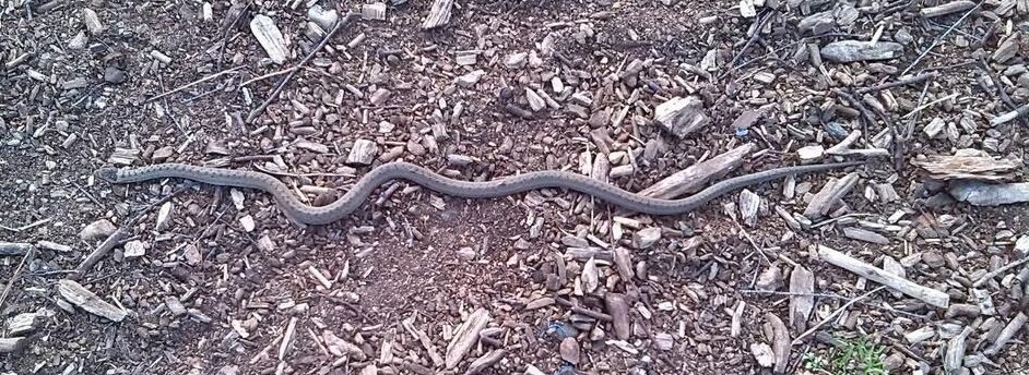 Eerste waarneming gladde slang op de Heumense Schans (foto: Miranda Boonstra)