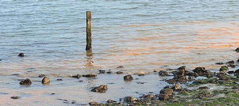 Ruud Koster zag de roze wolken op 8 juni langs de Pettemer zeewering en het Pettemerstrand (foto: Ruud Koster)