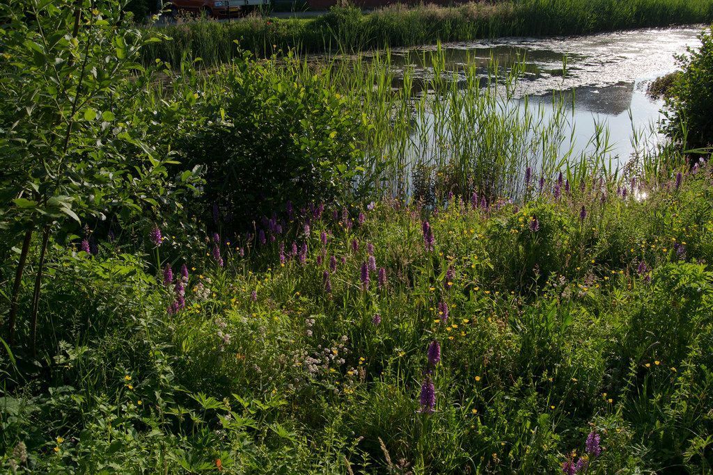 Rietorchis komt tegenwoordig op steeds meer plekken in Nederland voor, bijvoorbeeld in stadsparken (foto: Mark Meijrink)