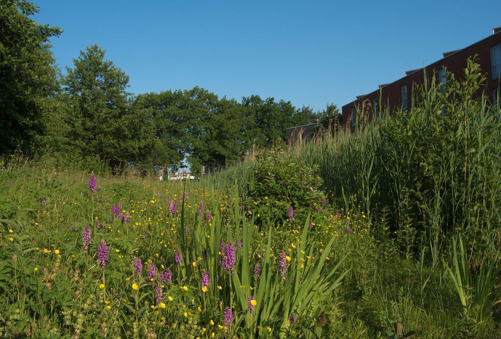 Rietorchis komt vaak voor op vochtige standplaatsen in bermen en (stads)parken (foto: Mark Meijrink)