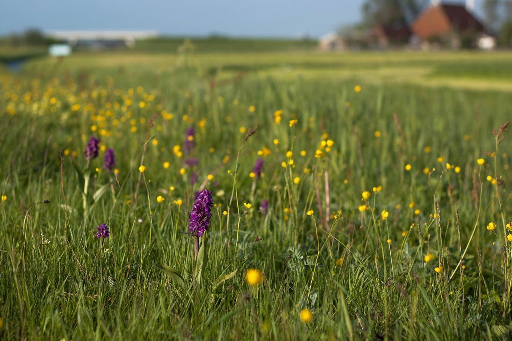 Gericht beheer kan leiden tot successen, zoals op de foto: een wegberm met Brede orchis in Friesland (foto: Mark Meijrink)