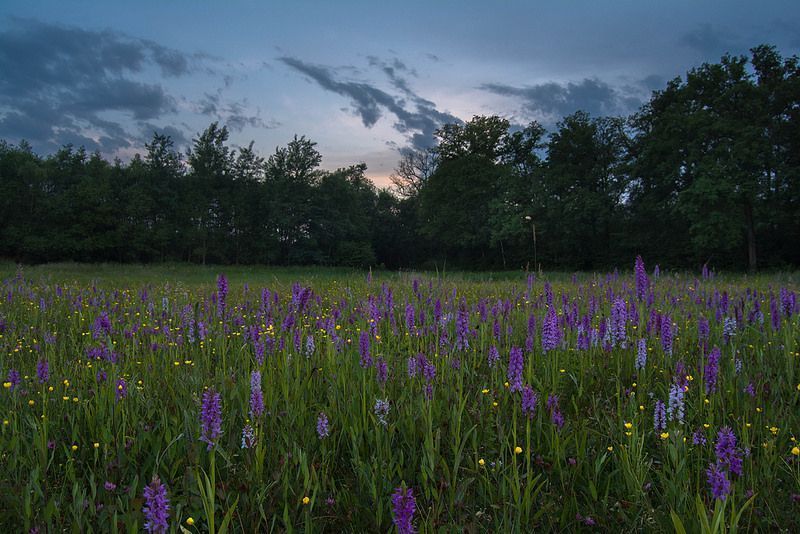 Rietorchis (Dactylorhiza praetermissa) (foto: Mark Meijrink)