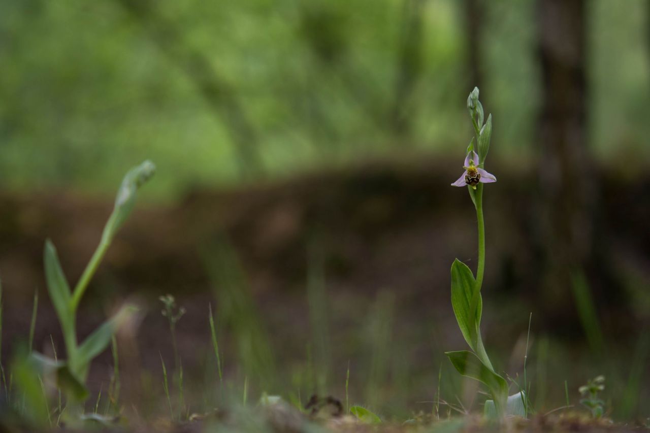 Bijenorchis (foto: Mark Meijrink)