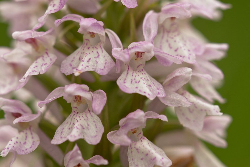 Veenorchis (Dactylorhiza majalis subsp. sphagnicola) staat op de Rode Lijst vaatplanten (2012) onder de categorie ’ernstig bedreigd’ (foto: Mark Engels)