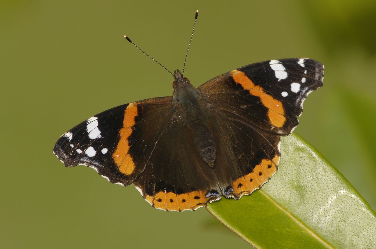 De Atalanta, de wijst verspreide soort van Vlaanderen (foto: Francois Van Bauwel)