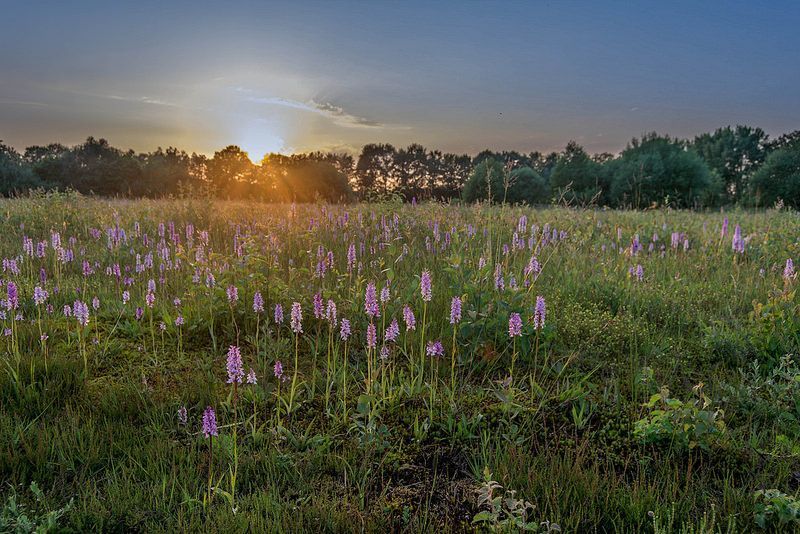 Gevlekte orchis (Dactylorhiza maculata subsp. maculata) (foto: Mark Meijrink)