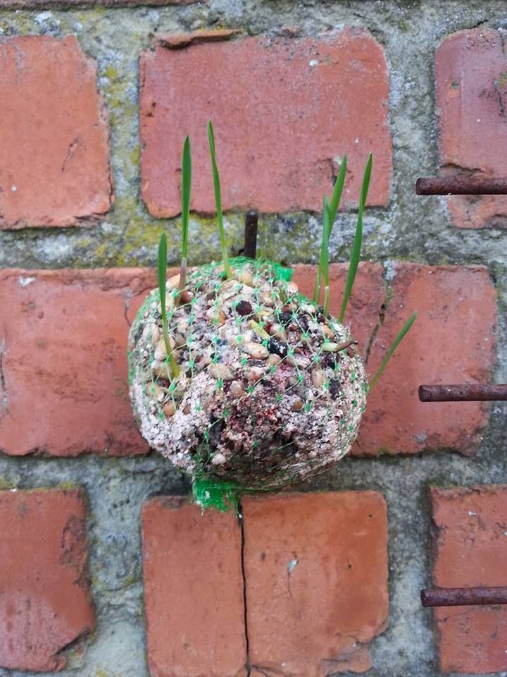 In heel wat tuinen en op heel wat balkons beginnen vetbollen al te kiemen: zo’n kiemende vetbol gooi je maar beter weg. (foto: Jonathan Verdeyen)