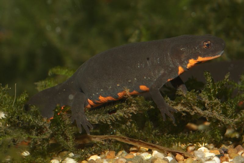 Chinese vuurbuiksalamanders worden vanuit Azië massaal geïmporteerd naar Amerika. Deze internationale handel kan er mee voor zorgen dat ook de salamanderetende schimmel zich wereldwijd kan verspreiden (foto: Frank Pasmans)