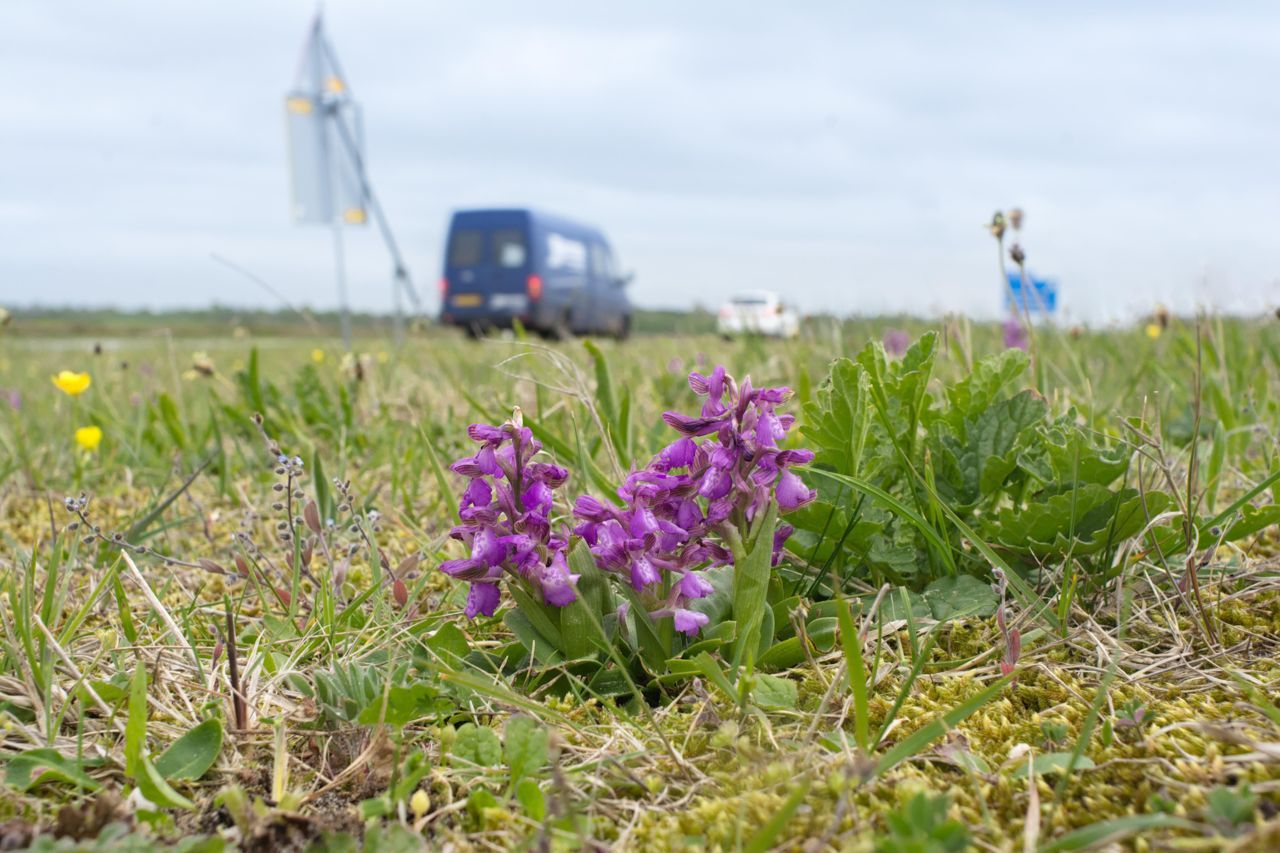 Door het huidige maaibeheer voelen diverse orchideeën zich thuis in wegbermen (foto: Mark Meijrink)