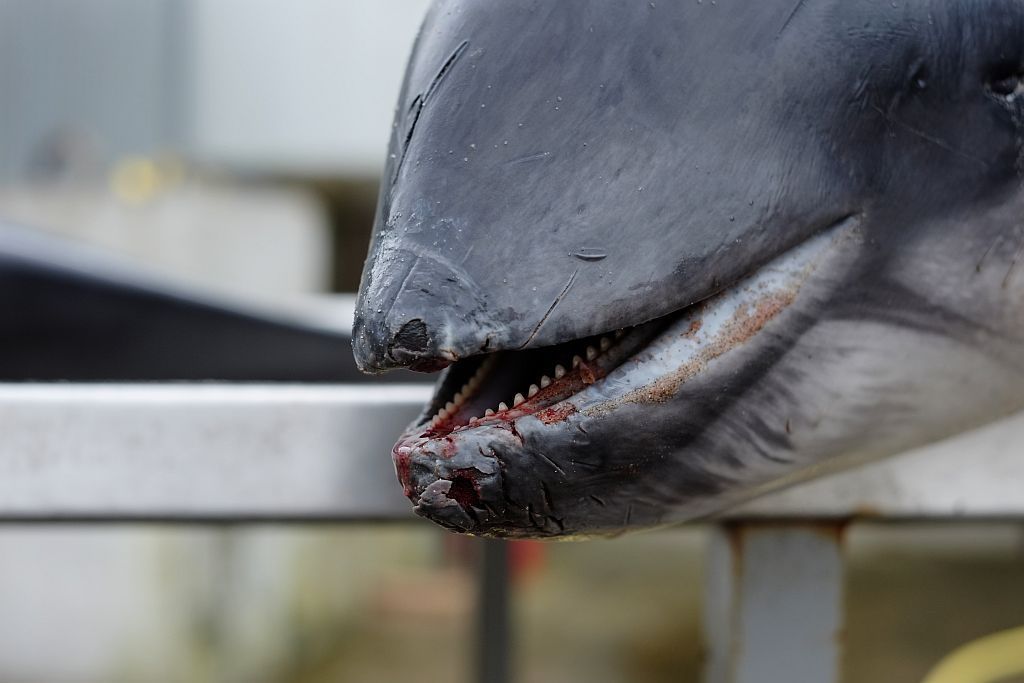 Dit exemplaar spoelde op 17 maart aan op het strand van Nieuwpoort, met duidelijke sporen van bijvangst. (foto: KBIN)