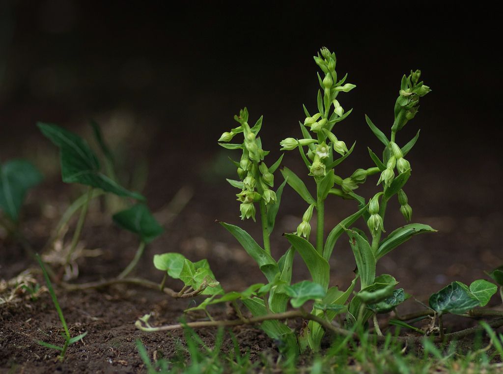 Groene wespenorchis in Kent, Engeland (foto: Mark Sewell)