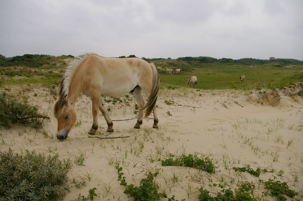 Begrazing in kustduinen (foto: Marijn Nijssen)