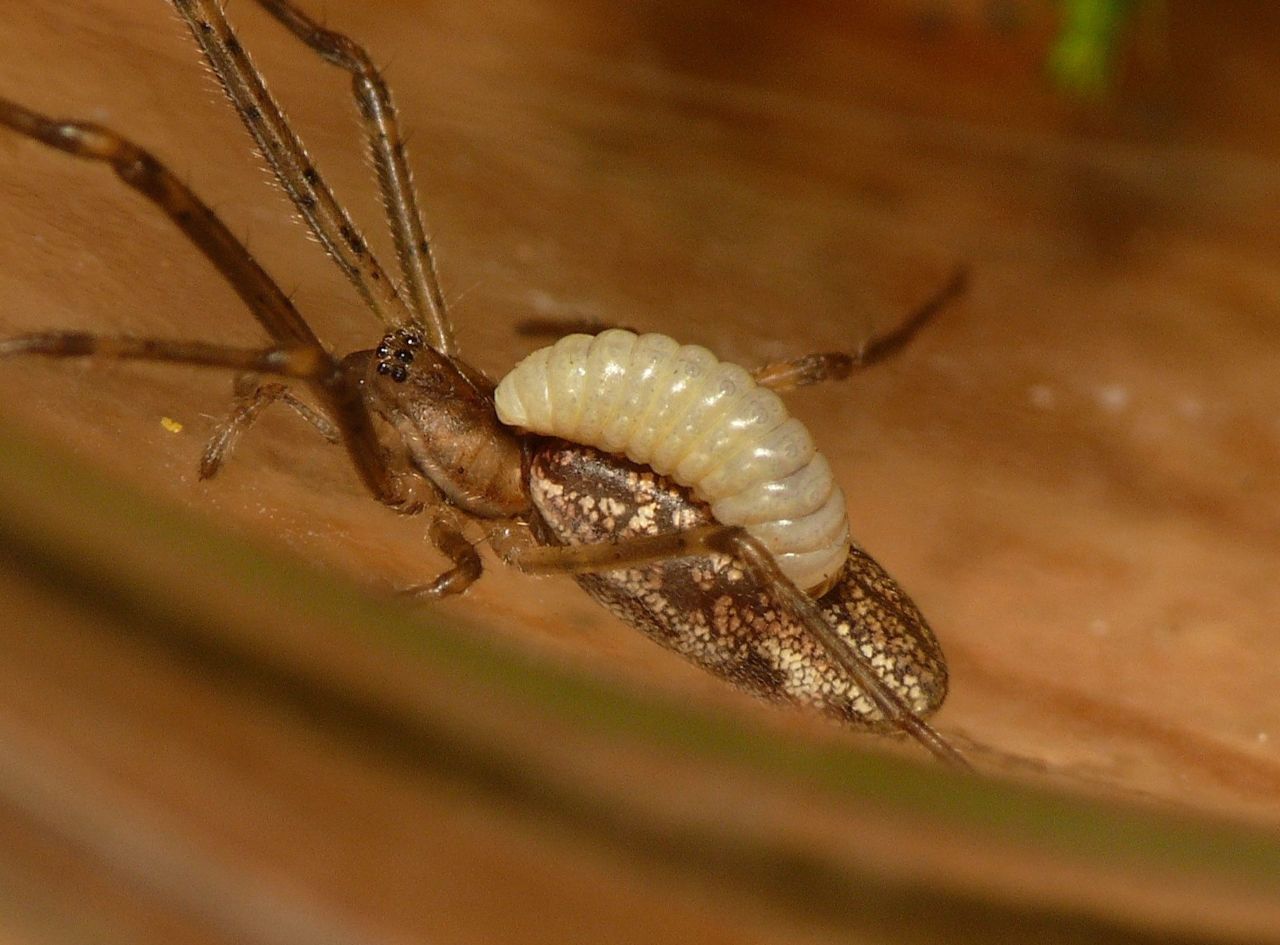 Larve van de sluipwesp Acrodactyla quadrisculpta op het achterlijf van een schaduwstrekspin (foto: Dick Belgers)