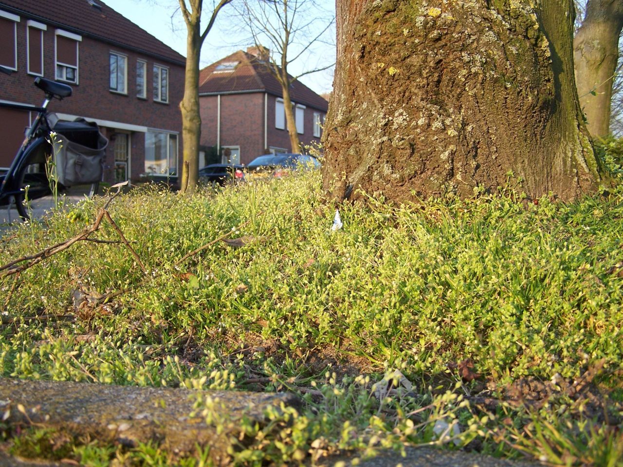 Duinvogelmuur voelt zich thuis in boomspiegels (foto: Edwin Dijkhuis)