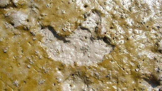 Kiezelwieren (bruine laag) houden het zand vast, waar geen kiezelwieren groeien spoelt het zand makkelijk weg (foto: Ellen Weerman)