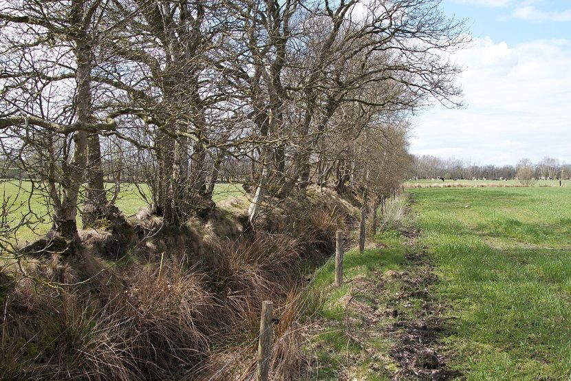 Een rijk begroeide houtwal (foto: Hans Turin)